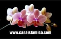 LA PREGUNTA DE DIOS A JESUS (La paz De Dios esta con él)