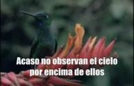 No temas; Ciertamente Allah está con nosotros.