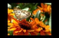 LA PREGUNTA DE DIOS A JESUS (La paz De Dios esta con él)